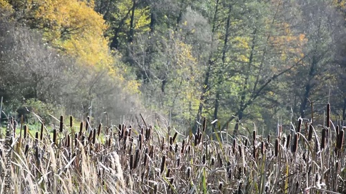 Nature scenery with Typha latifolia in the foreground.