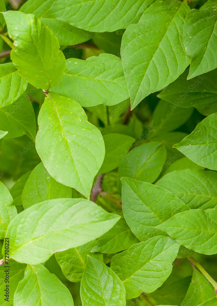 Green leaf Green leaf