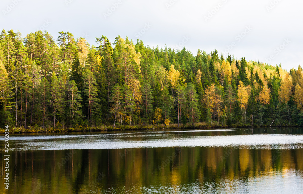 Autumn forest near lake