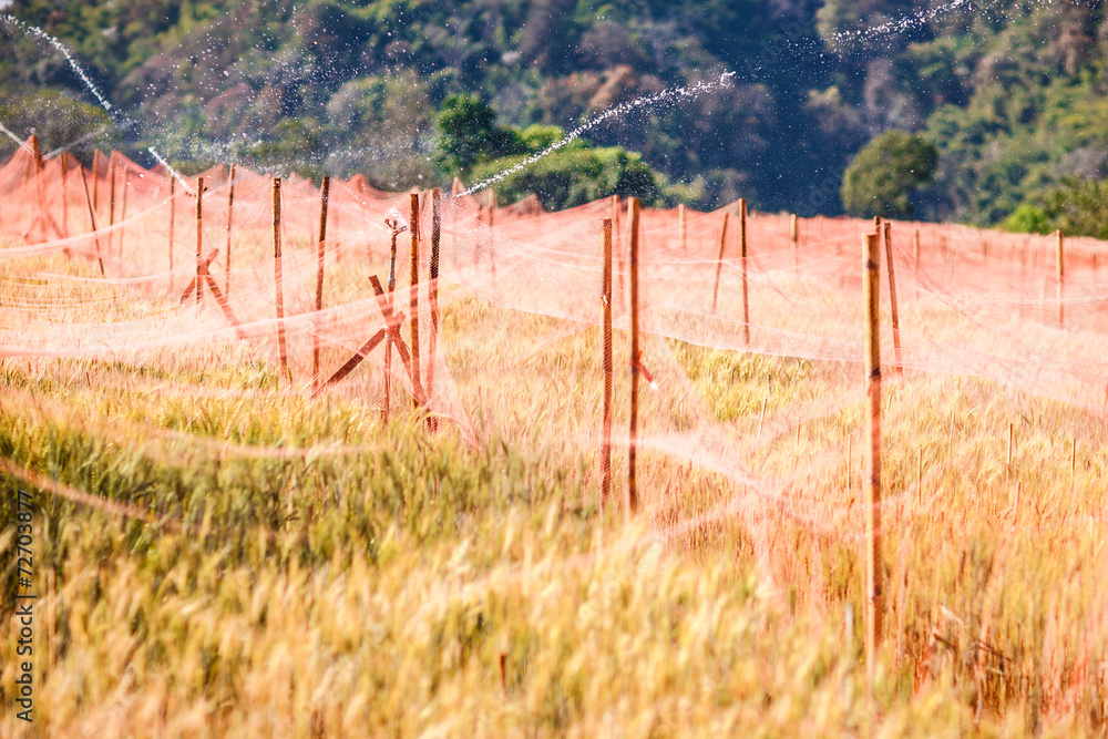 Fototapeta premium Watering of golden barley field