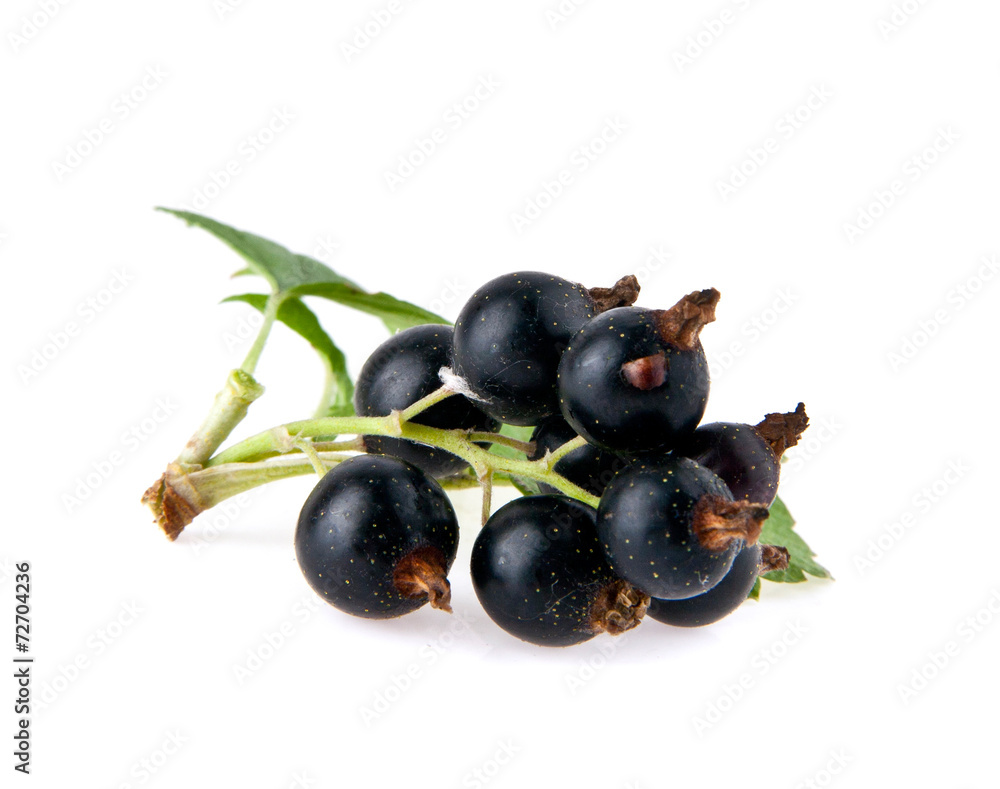 currant currant