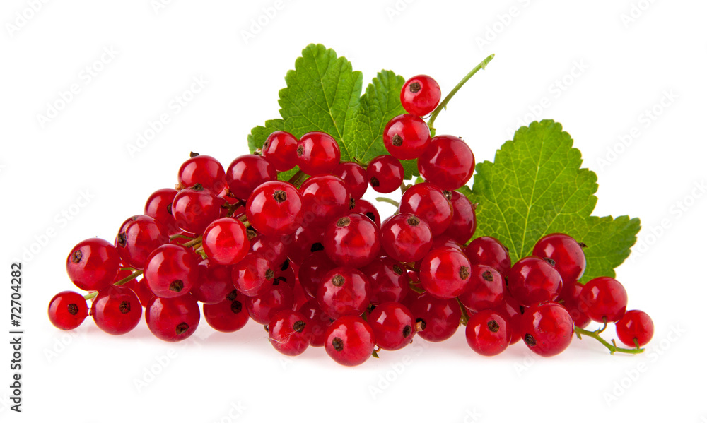 red currant