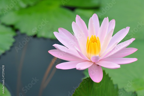 A Beautiful  Pink Lotus Flower