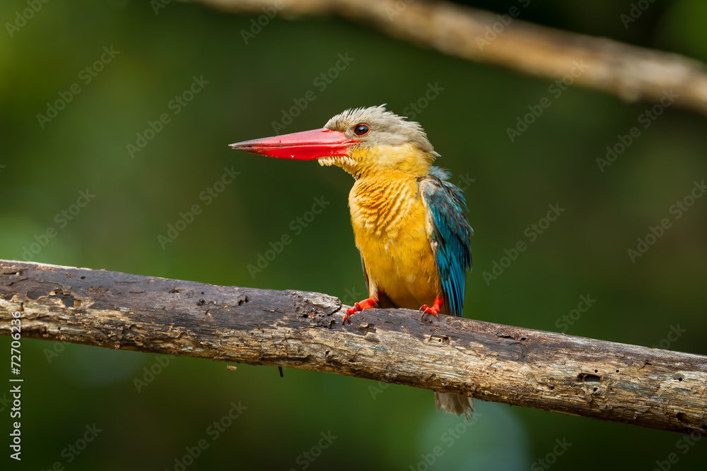 Stork-billed Kingfisher (Pelargopsis capensis)