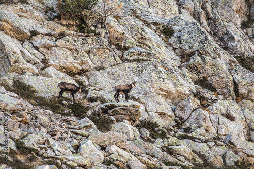 Chamois du Mercantour