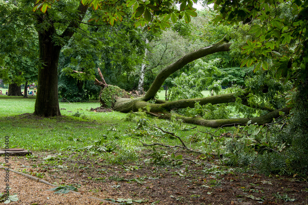 Fallen tree after a storm. Margaret Island, Budapest, Hungary. Fallen tree after a storm. Margaret Island, Budapest, Hungary.