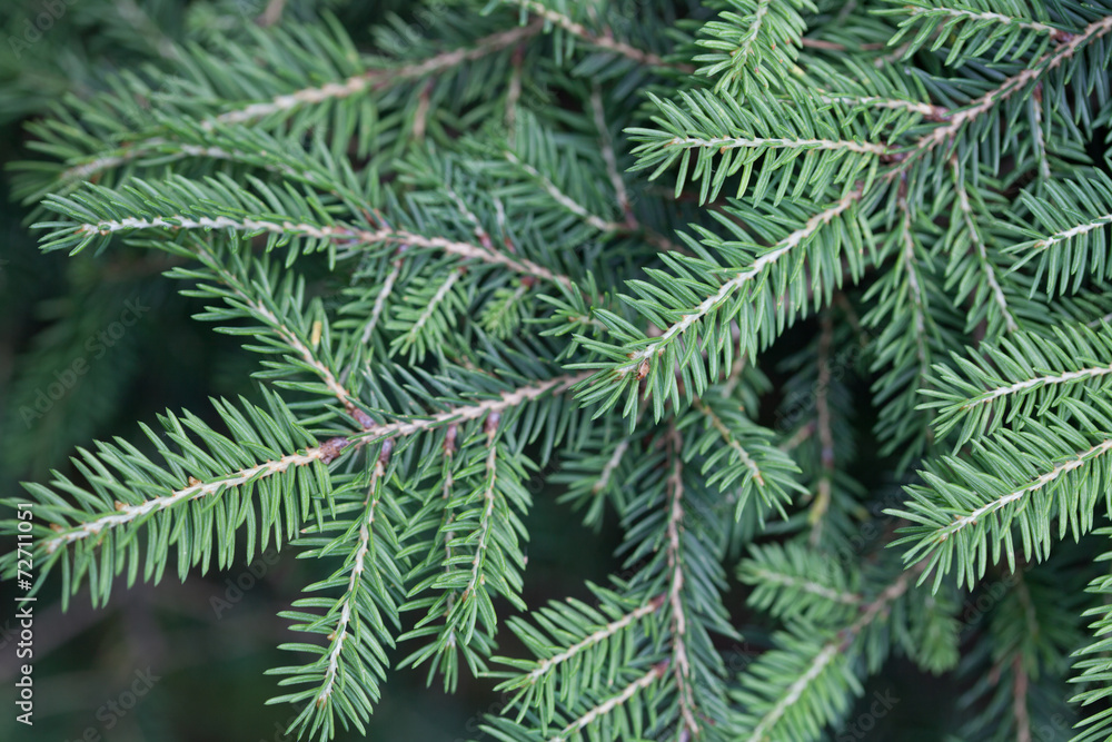 Evergreens Evergreens