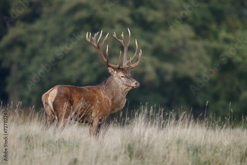 Large mature Red Deer stag bellowing and you see a breath cloud