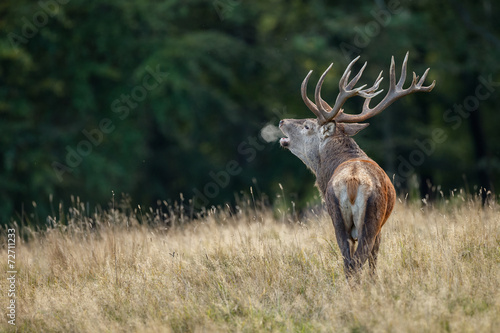 Large mature Red Deer stag bellowing and you see a breath cloud photo