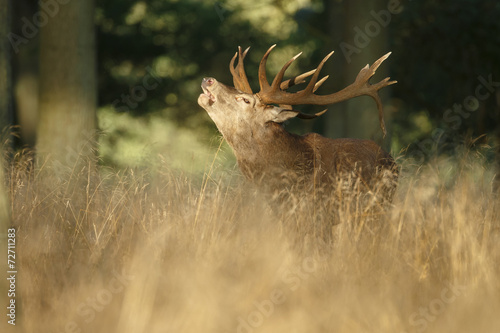 Large mature Red Deer stag bellowing and you see a breath cloud photo