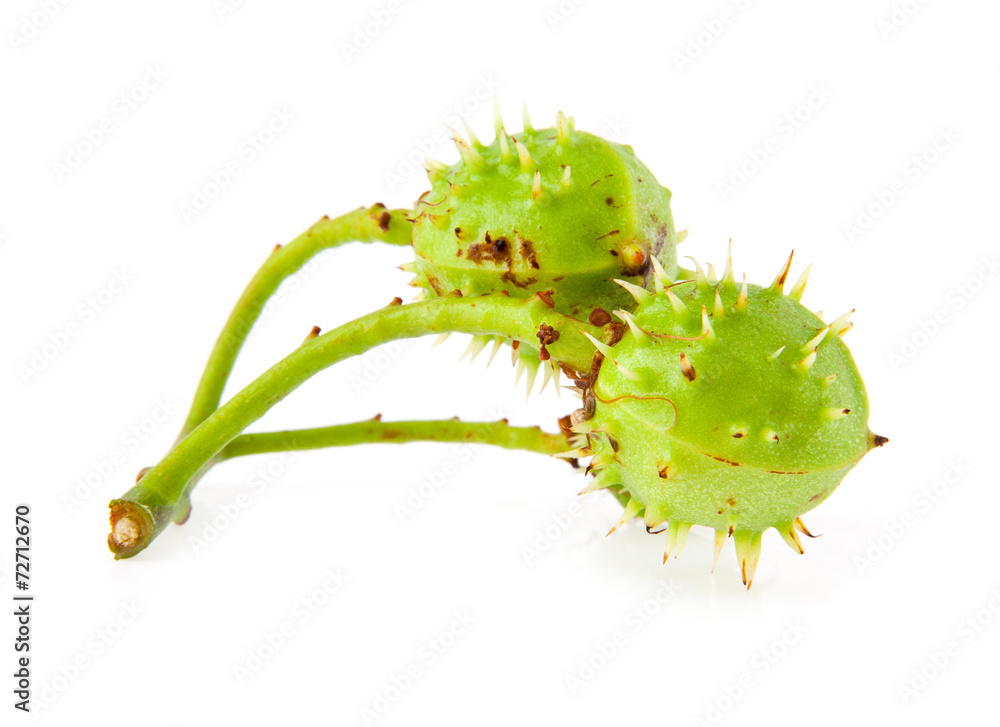 Fototapeta premium chestnuts