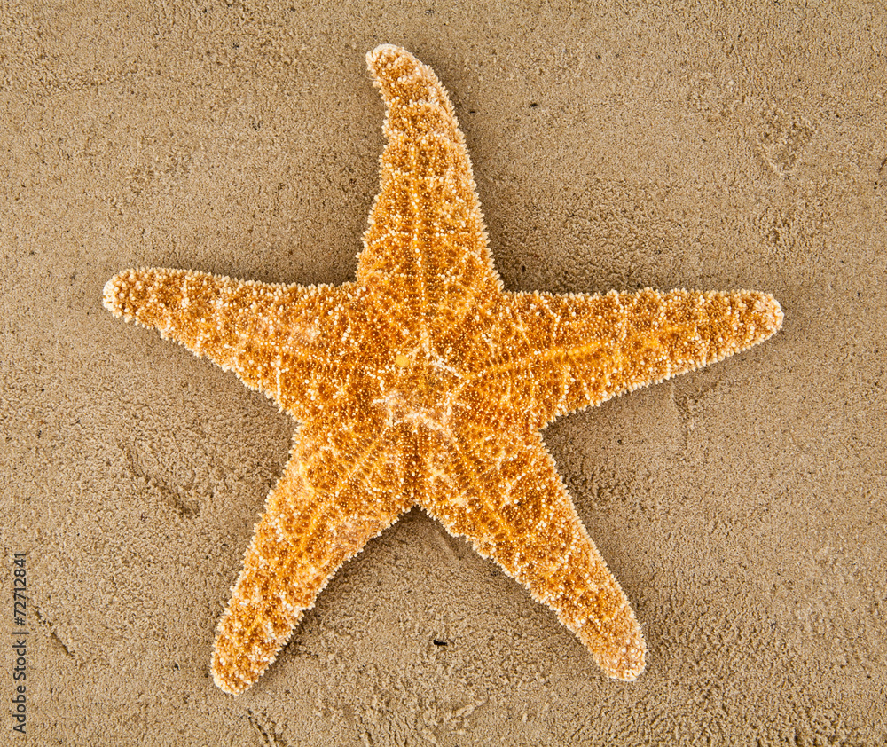 starfish