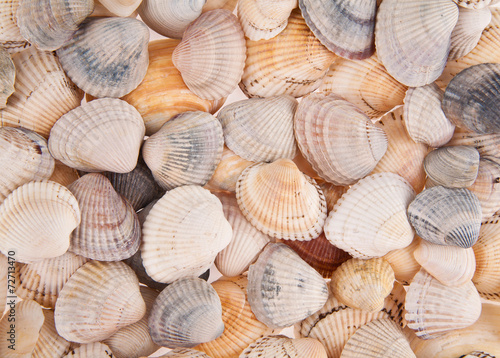 cockleshells