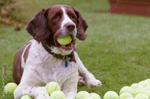 Springer spaniel hoards tennis balls