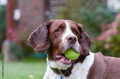 Springer spaniel with tennis ball in mouth