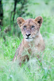 A miserable wild Lion cub sitting in the rain