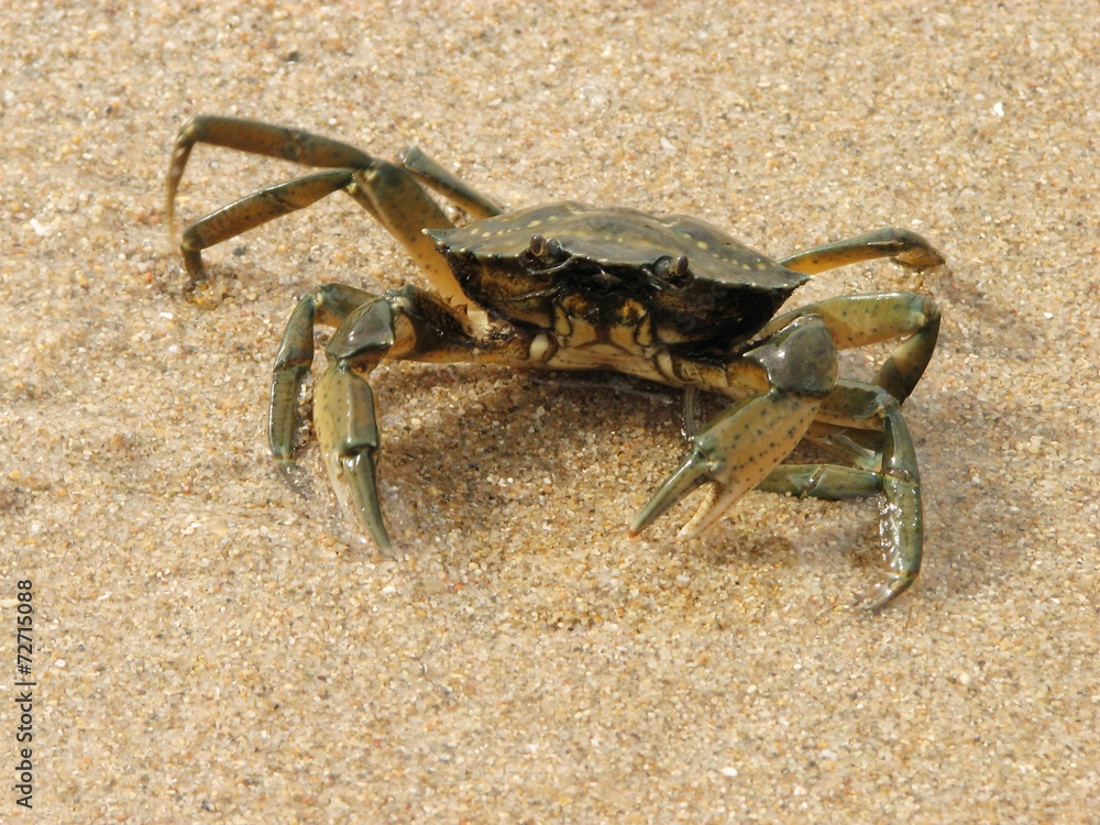 Granchio sulla spiaggia Granchio sulla spiaggia