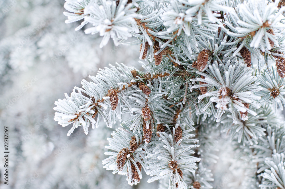 Winter background. A coniferous tree in hoarfrost and snow