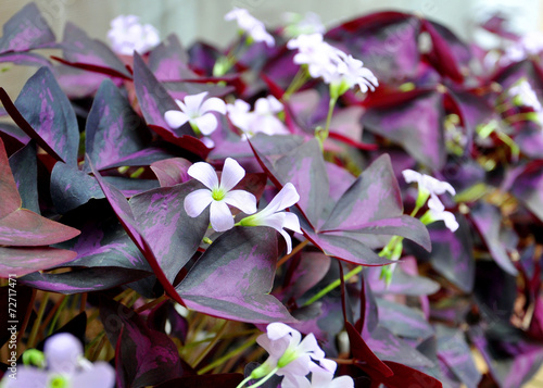 blooming pink flowers with burgundy leaves photo