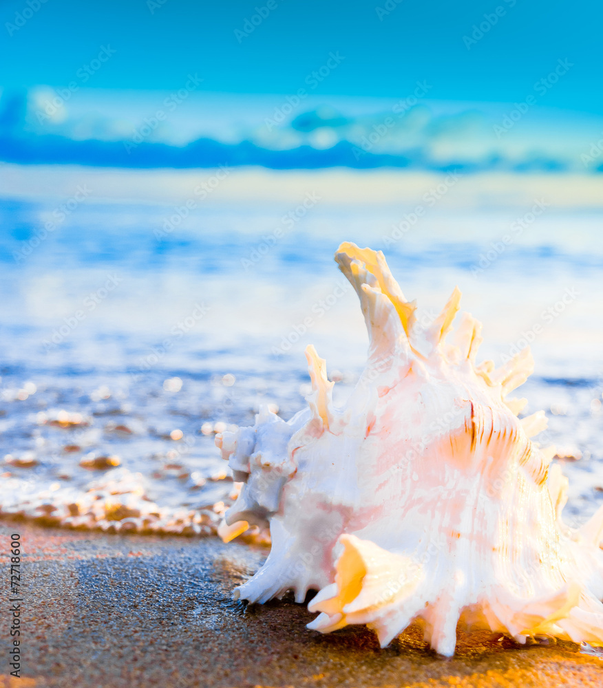 Obraz premium Beautiful Shell Seascape Divine