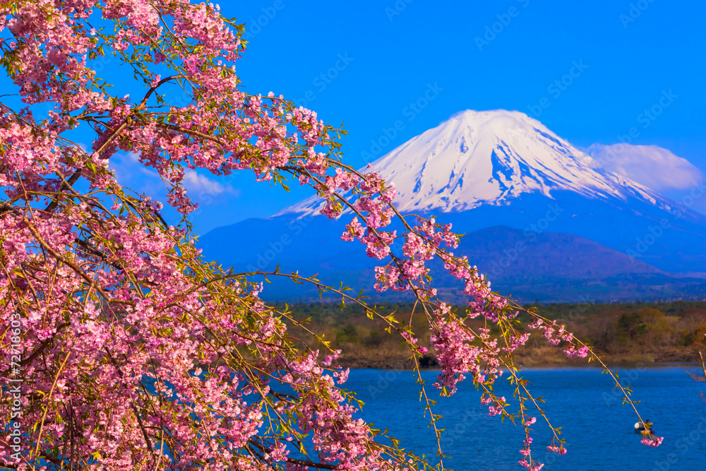 Mount Fuji and Weeping cherry blossom