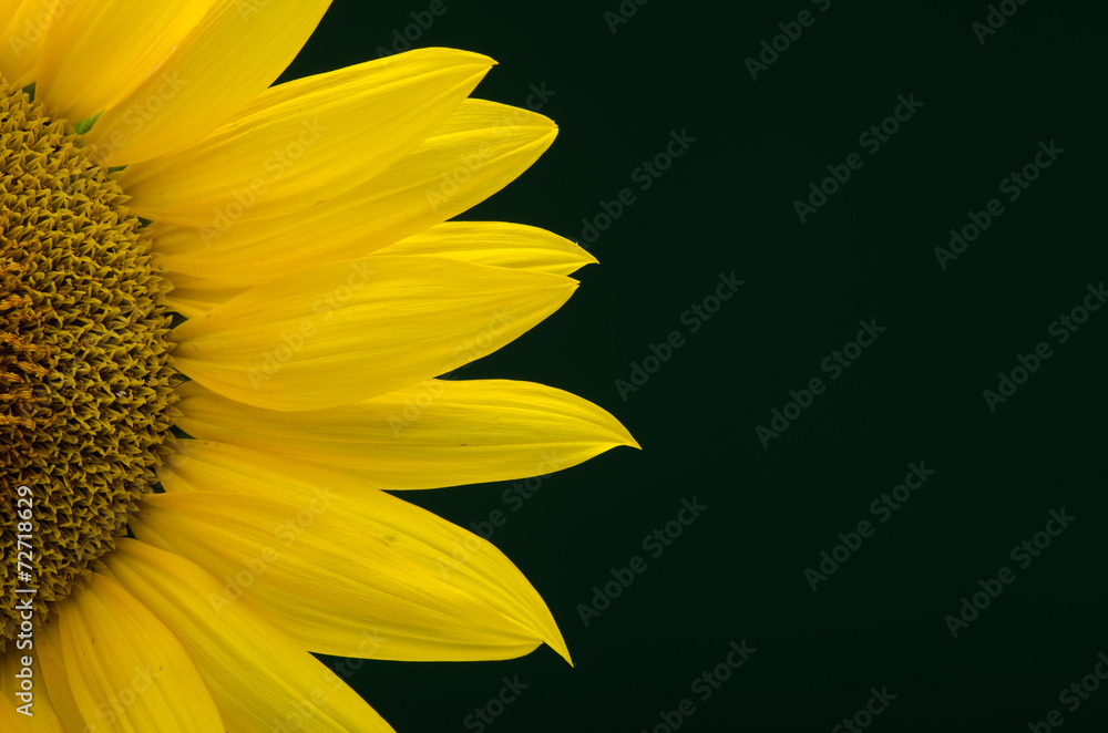 Obraz premium Sunflower close-up