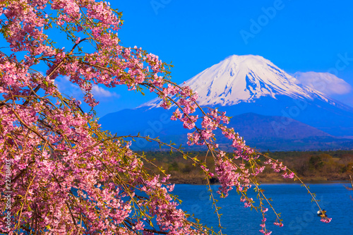Mount Fuji and Weeping cherry blossom © shihina
