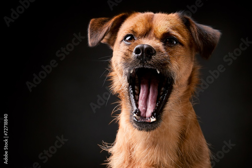 Shouting puppy dog