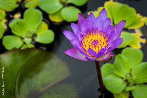 Purple lotus