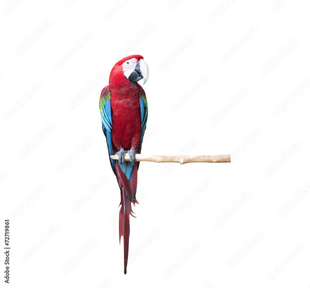 Naklejka premium Macaw bird