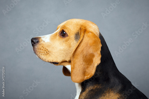Beagle dog © DragoNika