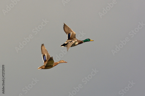 Coppia di anatre selvatiche in volo photo