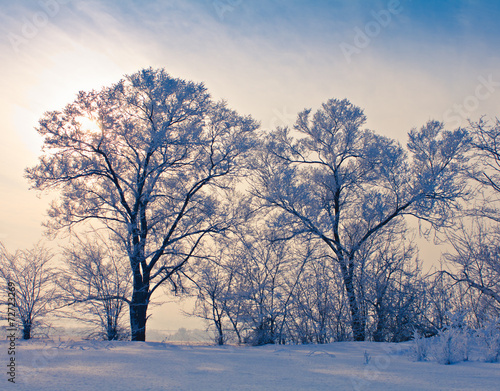 solitary trees in winter landscape © EVGENY BARKIN