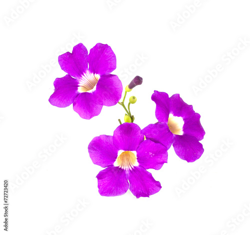 Fototapeta Naklejka Na Ścianę i Meble -  Garlic vine flower