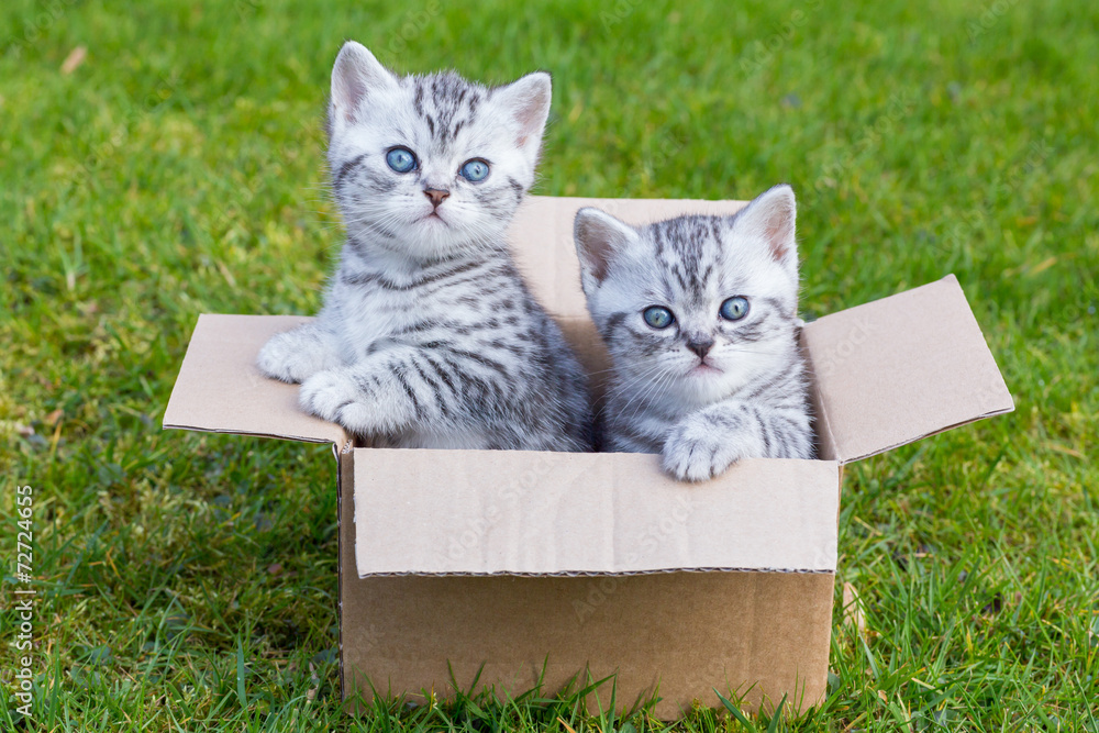 Young cats in cardboard box on grass