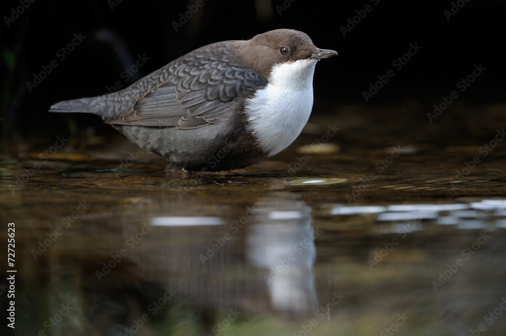 Dipper standing in the water with reflecton. Dipper standing in the water with reflecton.