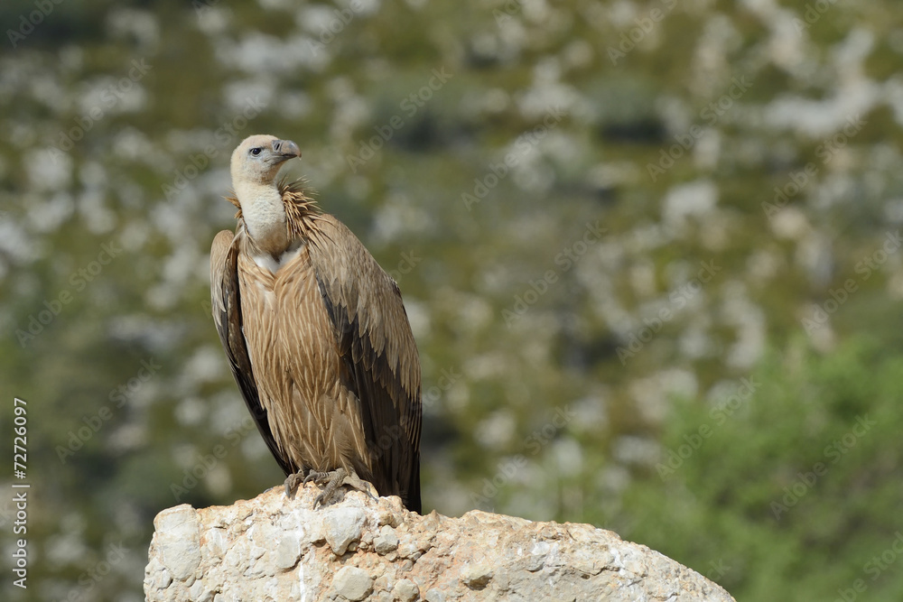 Fototapeta premium Griffon vulture standing on a rock.