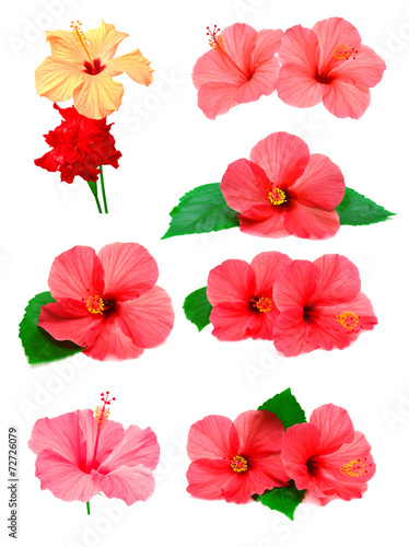 Collection of colored hibiscus