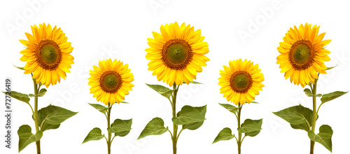 Fototapeta Naklejka Na Ścianę i Meble -  Sunflowers collection