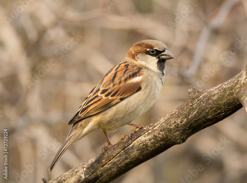House Sparrow © Riverwalker