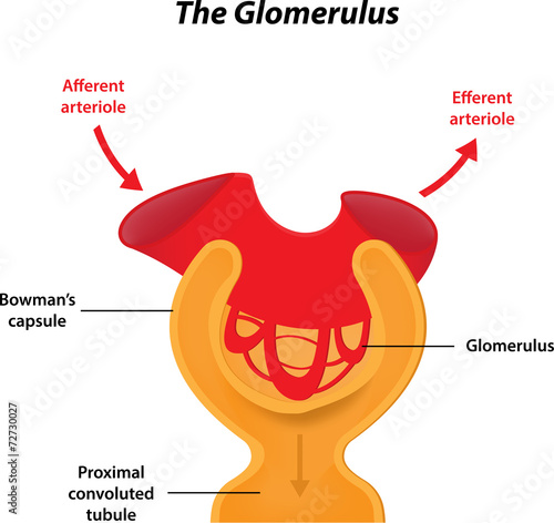 The Glomerulus Labeled Diagram photo