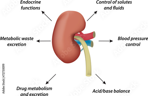 The Functions of the Kidney