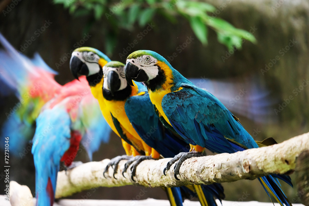 Fototapeta premium Lovely macaws on the branch