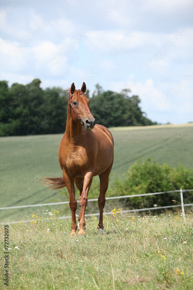 Fototapeta premium Amazing Budyonny horse running on meadow
