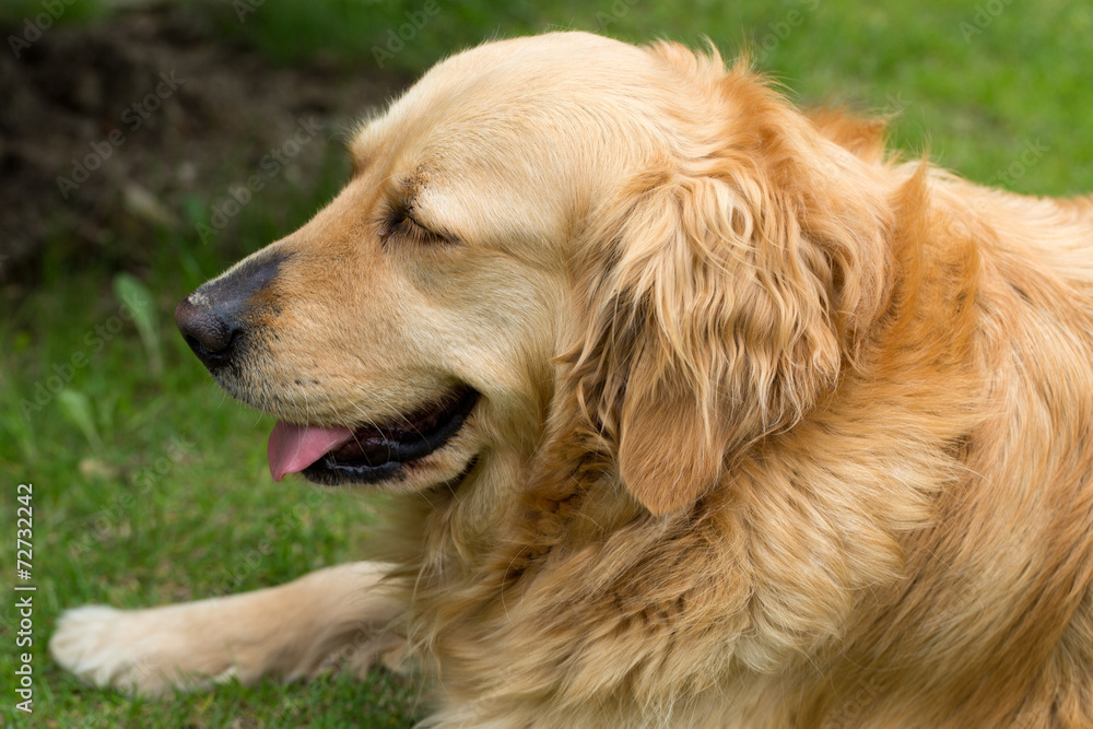 portrait of beautiful golden retriever