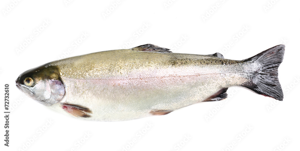 Naklejka premium Fresh trout fish isolated on white