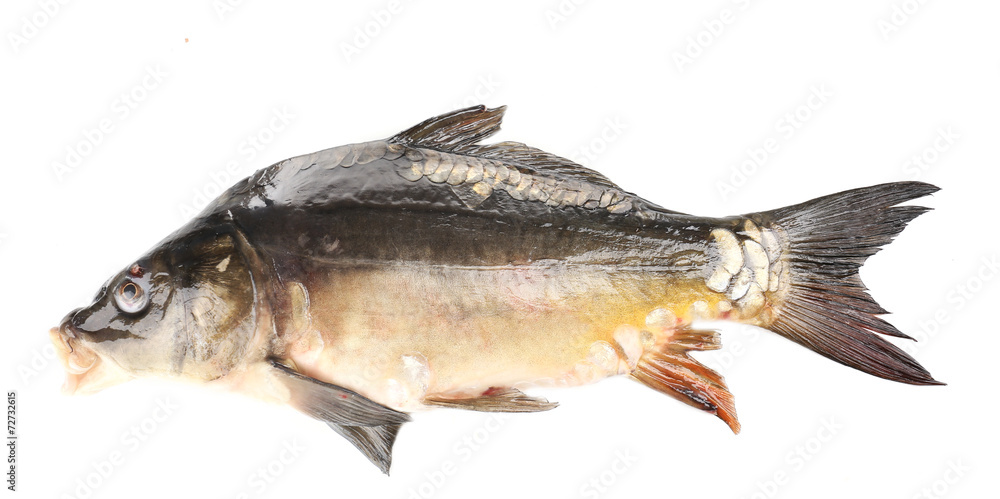 Fresh carp fish isolated on white Fresh carp fish isolated on white