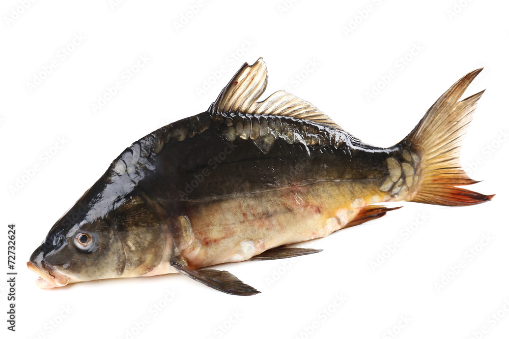 Fresh carp fish isolated on white Fresh carp fish isolated on white