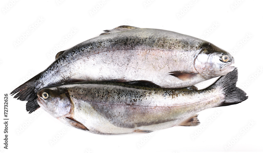 Fresh fish isolated on white Fresh fish isolated on white