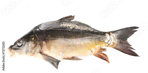 Fototapeta Naklejka Na Ścianę i Meble -  Fresh carp fish isolated on white